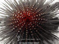 sea urchin abstract by Claudia Weber-Gebert 